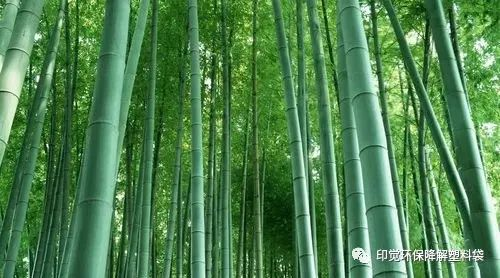 以竹代塑好國策 生物降解選印覺(圖7)